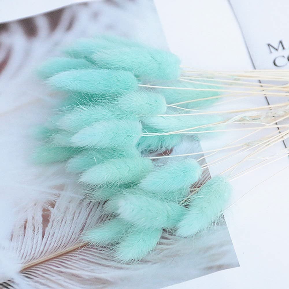 Natural Dried Bunny Tail Grass Real Flower Eternal Flower Lagurus Ovatus Dry Grass Dried Flowers Pampas Grass Bouquet Rabbit Tail Grass Stems forHome Decor and Fall Theme Decorati(7"/White)