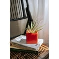 thumbnail image 6 of Air Plant Shop Single Color Cubes Custom Color with Custom Air Plant - Wholesale and Bulk - Succulents - Live Tillandsia - Easy Care Indoor and Outdoor House Plants, 6 of 12