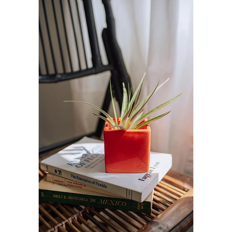 hanging pot for spider plant 4