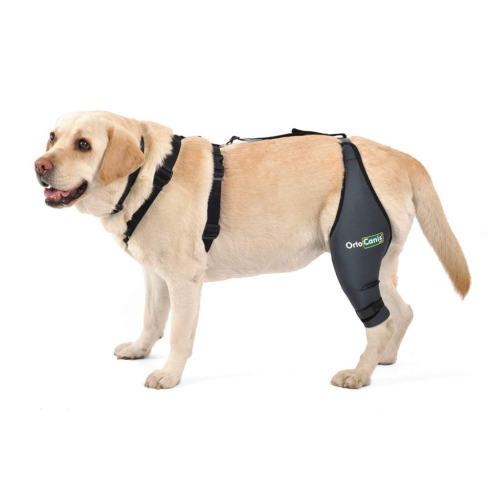 Ortocanis Dog Knee Brace For Torn Acl Hind Leg Lumbar Connection Belt For Dogs With Sloping Hips Acl Brace Dog Knee Belt Cruciate Ligament Brace For Dogs Hind