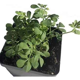 buy cherry blossom plant 2.5' Cherry Blossom Artificial Plant