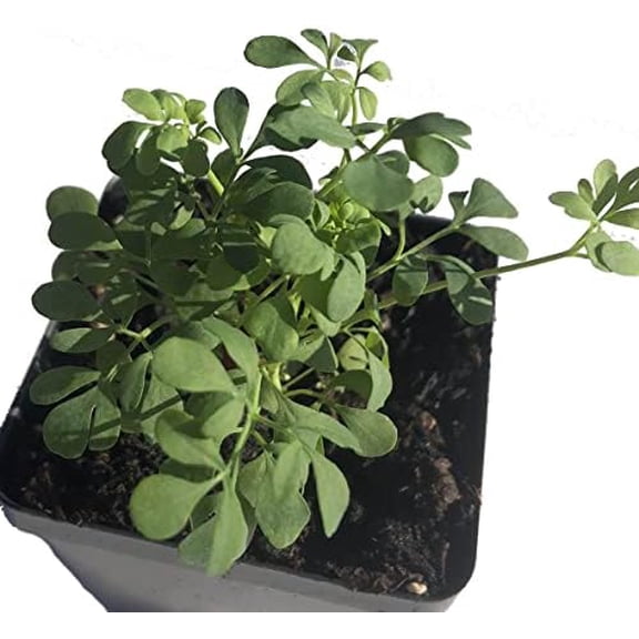 Rue (Ruta graveolens) Organic Plant in 2.5-inch Pot by Smoke Camp Crafts - Common Rue, Garden Rue, German Rue, Herb-of-Grace, Herbe la Belle-Fille, Herbe de Grce