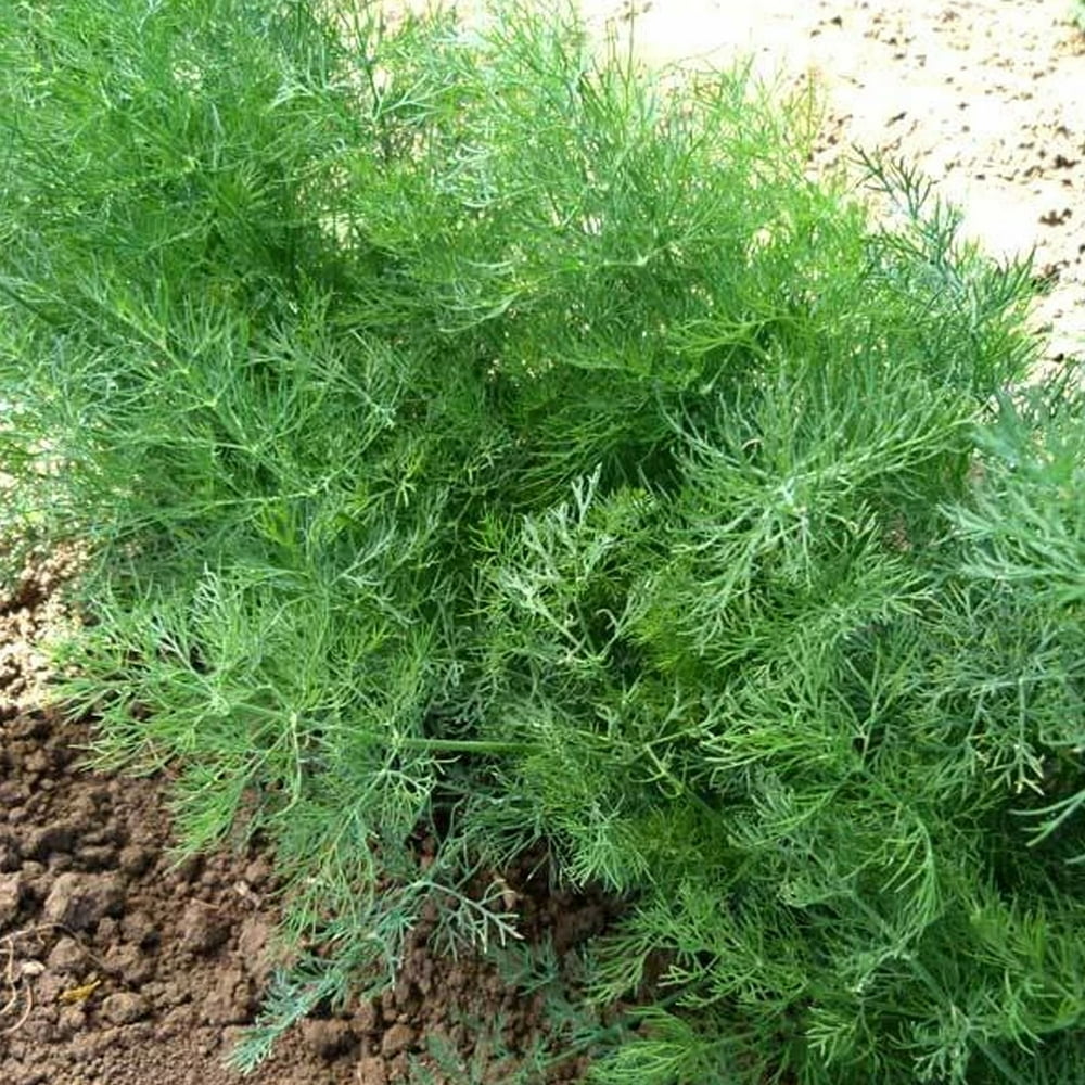 Dill, Dukat Herb Seed 1 g 500 Seeds NonGMO, Heirloom, Open