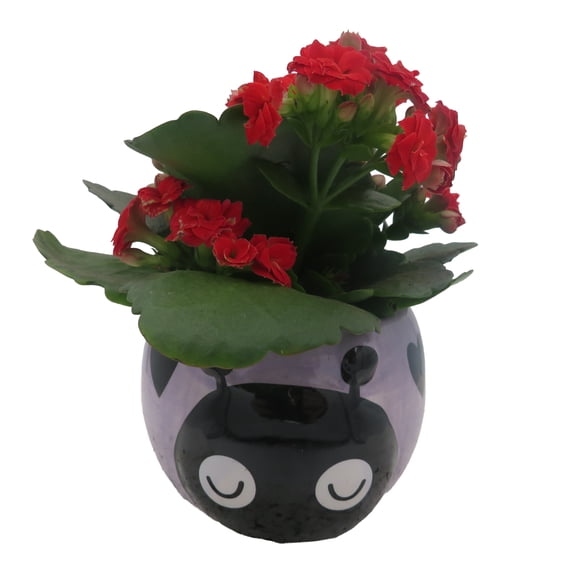 Purple Love Bug Ceramic Planter with Surprise Calandiva Plant - 2.5" Pot