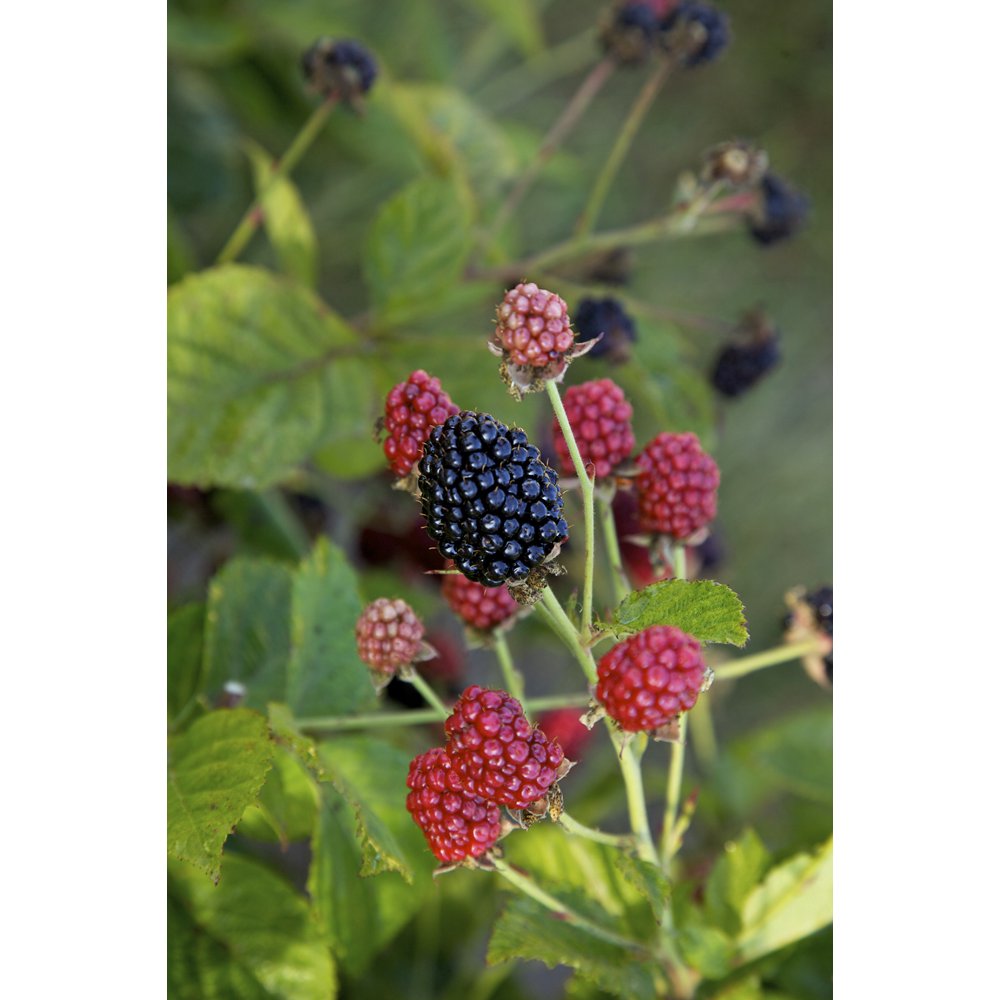 5.5 in Bushel and Berry® 'Baby Cakes' Blackberry Plant