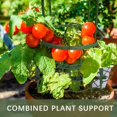 thumbnail image 3 of Jaula De Soporte De Plantas Para Verduras Y Frutas Con Estacas De Plástico, Estacas De Jardín Para Soporte De Plantas Y Fijas, Diseño De Medio Soporte, Desmontable, Natural, 3 of 5