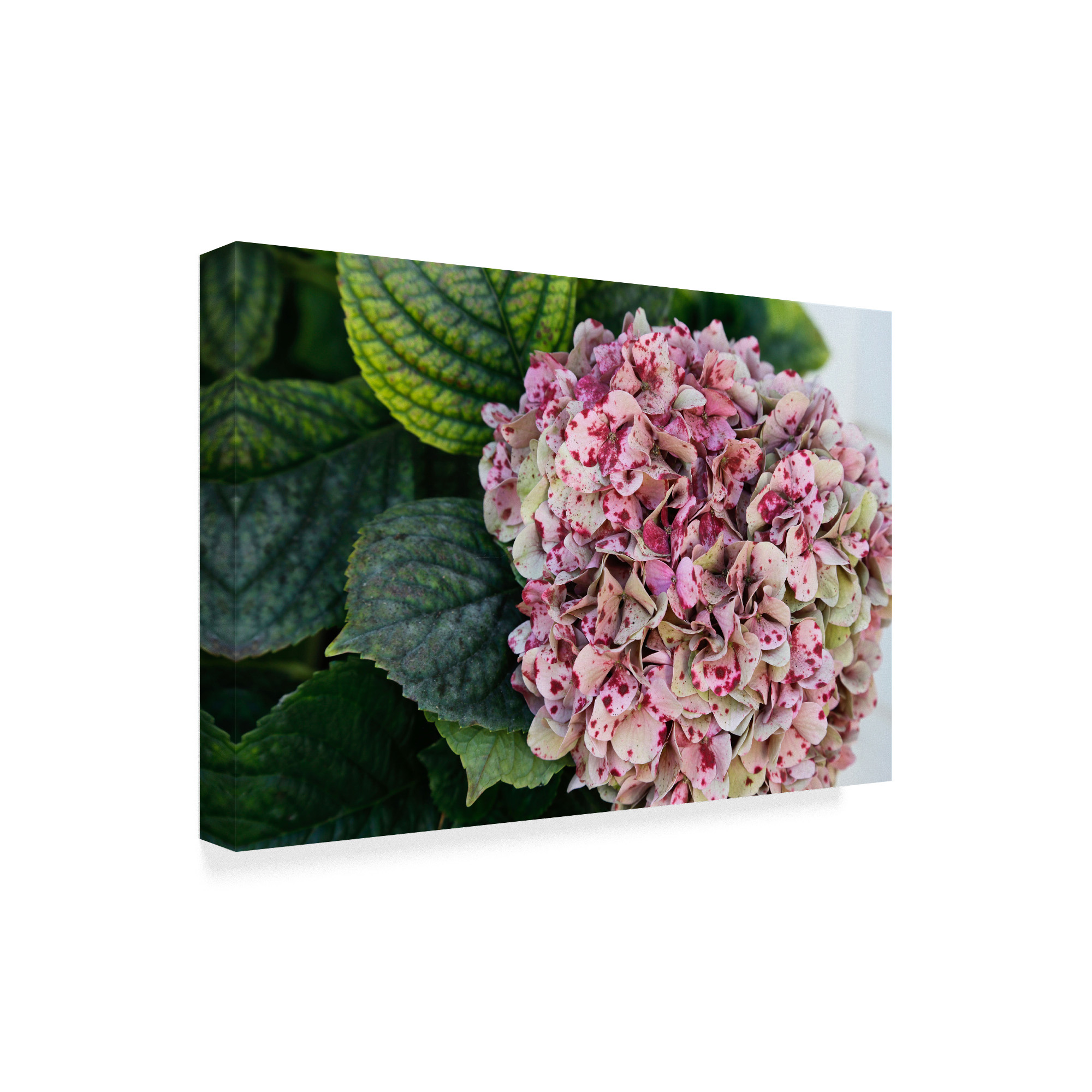 Trademark Fine Art 'Hydrangea Closeup' Canvas Art by American School