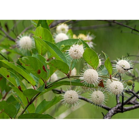 Button Bush Live Tree Seedlings for Planting - Grow Live Tree Plants - No Ship to California (Buttonbush) (1 Seedling)