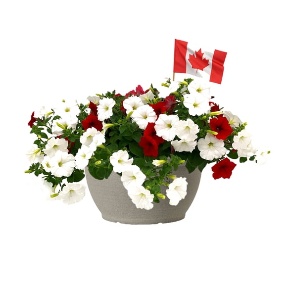 Expert Gardener #10 Canada Day Bowl Flowering Annuals