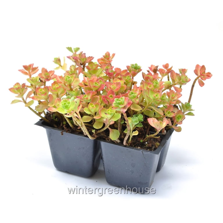 LIVE Sedum Spurium Dragon's Blood, Indoor Ground Cover Plant, Pot