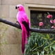 thumbnail image 1 of Nvzi 2 piezas de pájaros artificiales de 9,9 pulgadas, loro realista con modelo de decoración de loro con plumas realistas para decoración artesanal, rosa A, 1 of 4