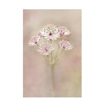 Canvas Wall Art - Alida van Zaane 'Astrantia' Wall Art for Living Room, Bedroom, or Office D?cor by Trademark Fine Art - 12 x 19 Inches