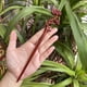 thumbnail image 1 of Horquilla antigua tallada en madera de sándalo rojo lobular, placa para el cabello, artesanías de madera pulida a mano, regalos antiguos de caoba, 1 of 6
