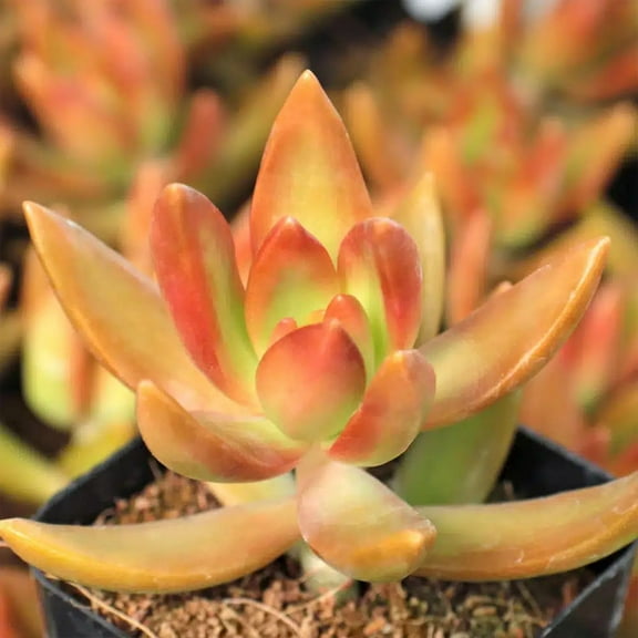 Copper Sedum Plant - Live Starter Plant in a 2 Inch Growers Pots - Sedum Nussbaumerianum - Rare and Colorful Easy Care Succulent