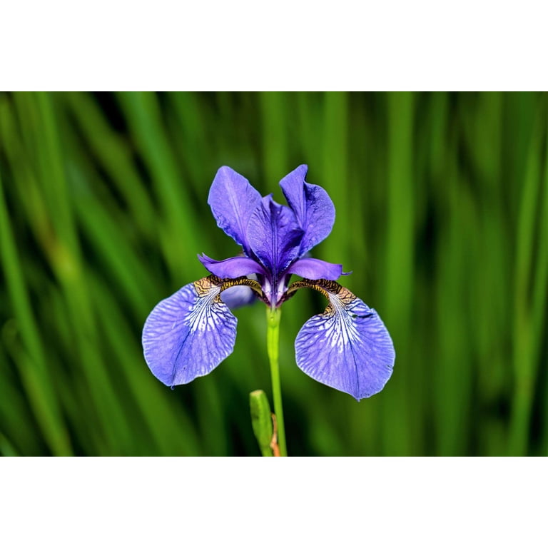 Seedville 25 Blue Flag Iris Iris Versicolor Plant Seeds - Walmart.com