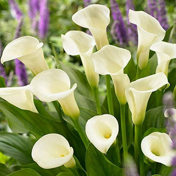 Intimate Queen Calla Lily Flower Bulbs - 3 Lilies Bulbs per Pack - Attracts Butterflies and Hummingbirds - Deer Resistant - Good as Cut Flowers - Grows Well In Containers - Perennializing