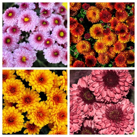 50 Tricolor DOUBLE PAINTED DAISY Chrysanthemum Carinatum Tanacetum Dunetti Mixed Colors Flower Seeds