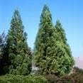 thumbnail image 2 of Brighter Blooms - Cryptomeria Radicans, 4-5 ft. - No Shipping To AK, AZ, HI, 2 of 6