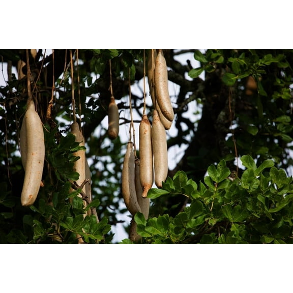10 Sausage Tree Seeds for Planting - Kigelia africana