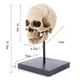thumbnail image 2 of Estatua de de resina Tamaño Natural cráneo estatua 1:1 réplica cráneo cabeza modelo hogar Decoración 3.9x3.9x4cm Fanmusic Estatua de de resina, 2 of 2