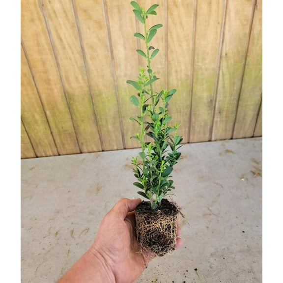 ( 1 ) - Sky Pencil Japanese Holly Tree - Starter Plant ( 4L ) ( 1 live plant )
