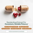thumbnail image 5 of Prominent Nutrition Schisandra Berry Extract, Clinically Researched 500 mg Dose for Stress Management Support, Standardized to Schisandrins, Pure Schisandra Chinensis Fruit Extract, 60 Capsules, 5 of 9