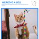 thumbnail image 2 of 2 juguetes interactivos para gatos, palos para gatos, juguetes para gatos de interior, 2 of 6