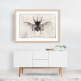 thumbnail image 6 of Eupatorus Gracilicornis - Drawing Vintage Black and White Nature Botanical Line Art Unframed Wall Art Print 5 x 7 inches, 6 of 7