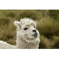 thumbnail image 2 of Jones, Adam 14x11 White Modern Wood Framed Museum Art Print Titled - Alpaca-Antisana Ecological Reserve-Ecuador, 2 of 4