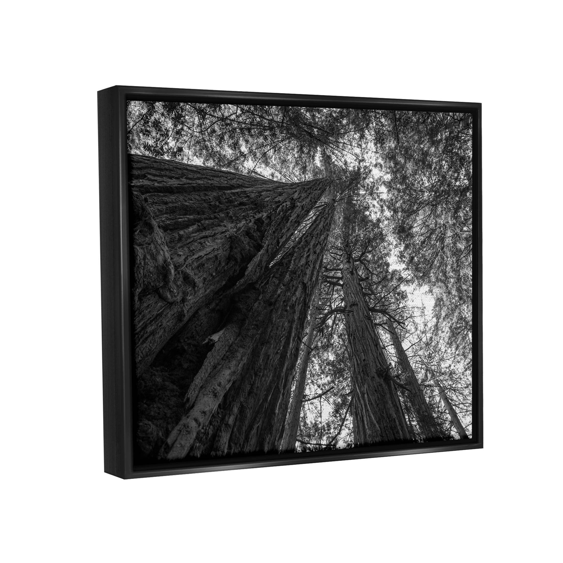 Stupell Industries Sky High Tree Looming Photograph Jet Black Floating Framed Canvas Print Wall Art, Design by Aaron Matheson