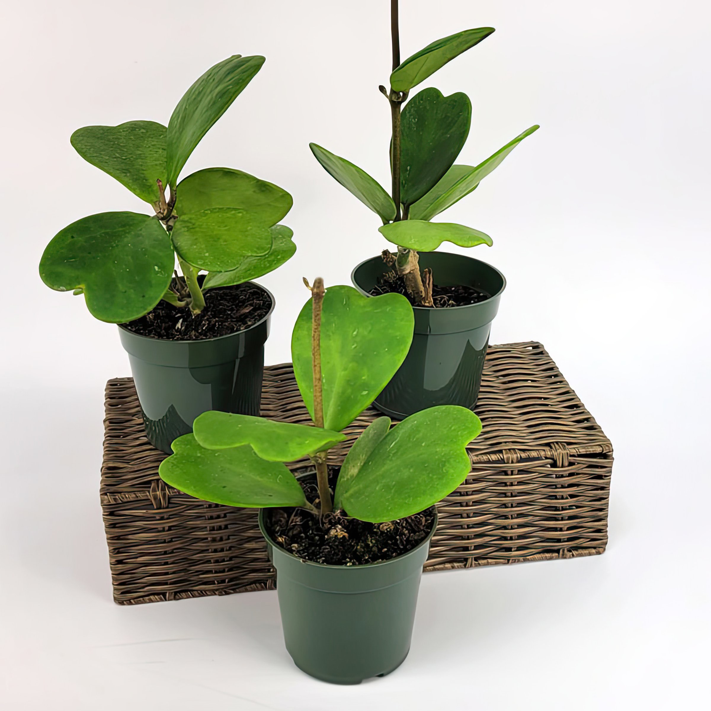 4 in. Hoya Kerri Heart Plant in Grower Container (3-Pack)