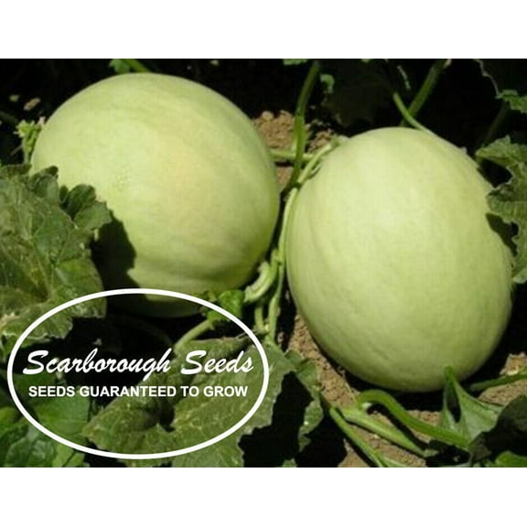 Scarborough Seeds Honeydew Melon 50 Seeds Non-GMO USA