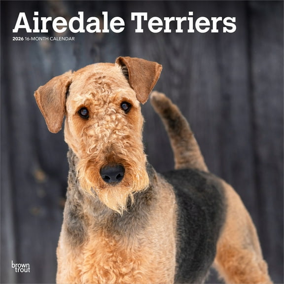 Airedale Terriers | 2026 12x24" (Hanging) Wall Calendar | Plastic-Free | BrownTrout