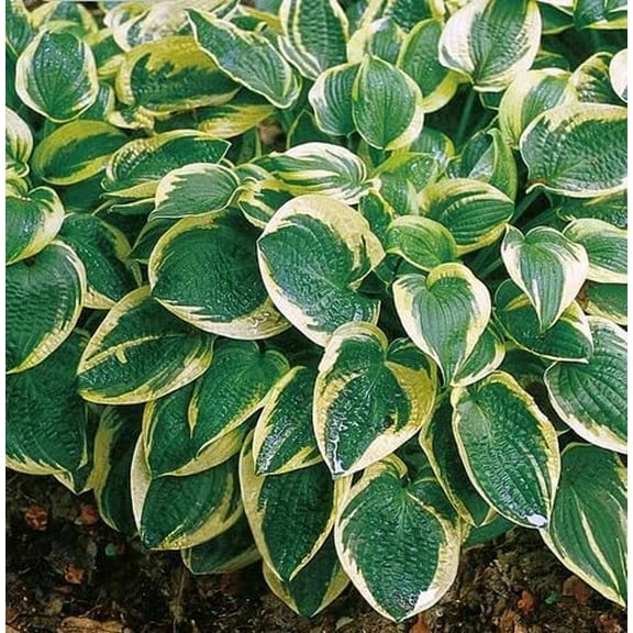 Wide Brim Hosta Plants for Growing - Beautiful Green and Yellow Hosta Plants (1 Hosta Root)