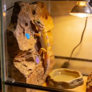 WRITWAA 50-Piece Reptile Climbing Decorations with Modular Design for Amphibians and Bearded Dragons Enrichment
