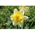 thumbnail image 3 of Full House Double Daffodil Bulbs for Planting Beautiful White and Yellow Blooms 10 Bulbs, 3 of 5