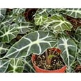 thumbnail image 2 of Alocasia Amazonica Live Plant - African Mask Plant - Amazonian Elephant Ear - Houseplant in 4" pot, 2 of 5