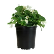 Altman Plants 1 g Begonia Fibrous Green Leaf White Plant