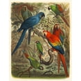 thumbnail image 2 of Cassel 15x18 White Modern Wood Framed Museum Art Print Titled - Cassel Tropical Birds III, 2 of 4