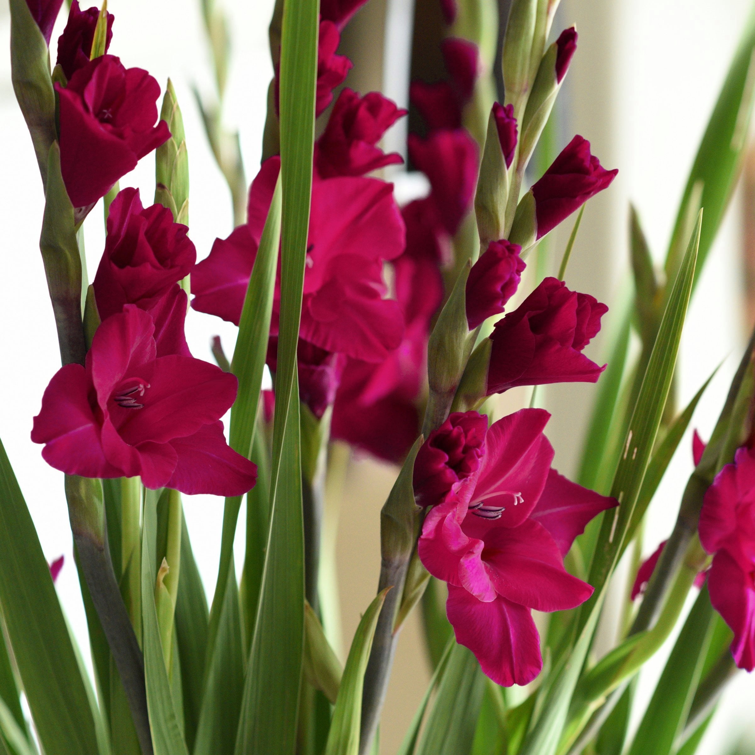 National Plant Network Gladioli Mahler Bulbs (20-Pack)