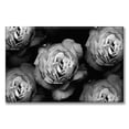 thumbnail image 1 of Cuadro Canvas Pixtreats Galería Rosas en Blanco y Negro 60X90 cm, 1 of 4