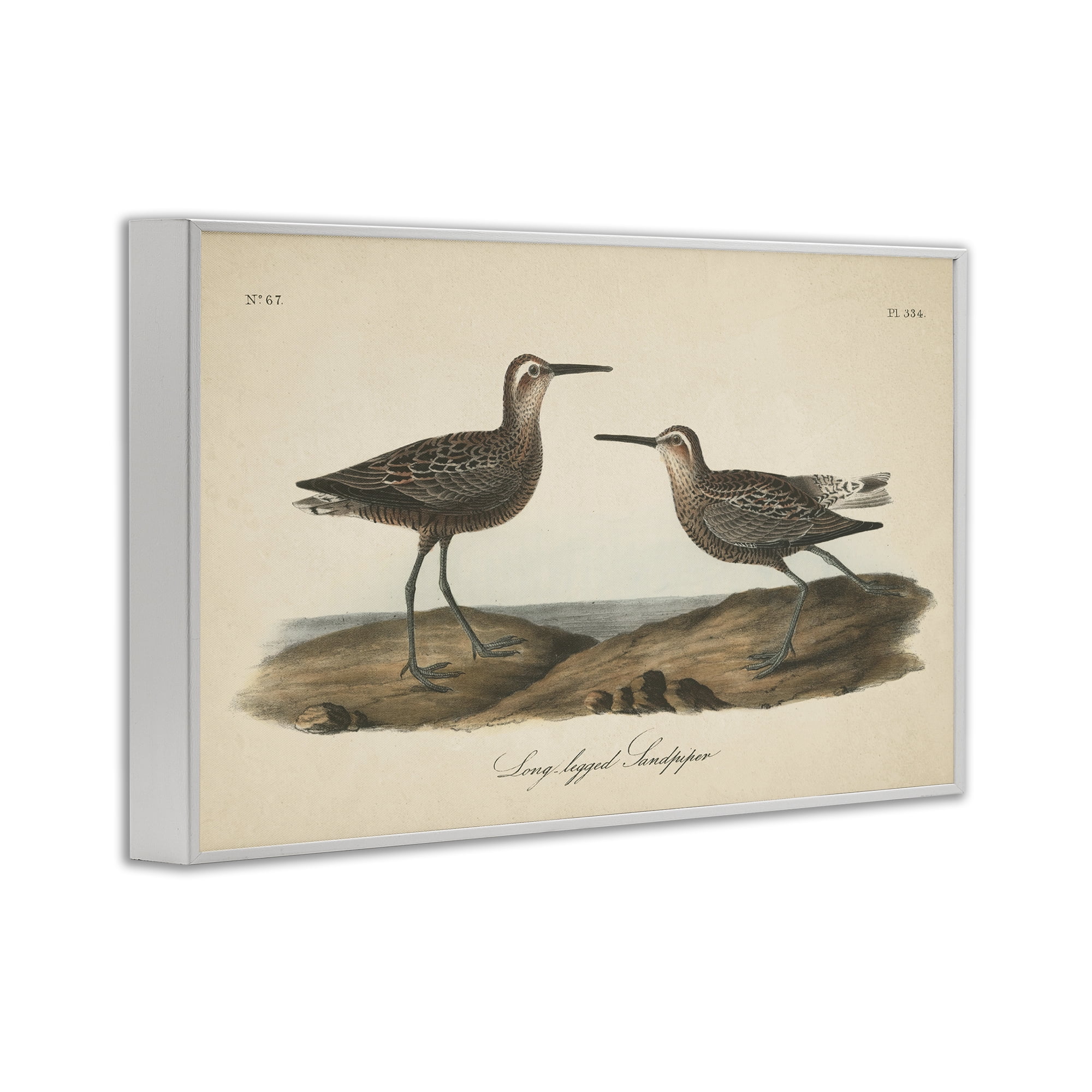 Stupell Industries Long Legged Sandpiper Animals & Insects Painting White Framed Art Print Wall Art, 24 x 16