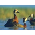 thumbnail image 2 of Fitzharris, Tim 24x18 White Modern Wood Framed Museum Art Print Titled - White-faced Tree Ducks-Kenya I, 2 of 4