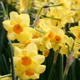 thumbnail image 6 of Martinette Daffodil Flower Bulbs - 5 Bulbs per Pack - Pleasantly Scented - Deer Resistant - Good as Cut Flowers - Grows Well In Containers - Perennializing - Grow Indoors or Outdoors –, 6 of 8