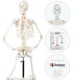 thumbnail image 1 of Axis Scientific Human Skeleton Model for Anatomy - Life Size Skeleton Anatomy Model - Includes 27 Page Study Guide, Bone Numbering Guide, Cover & Stand, 1 of 4