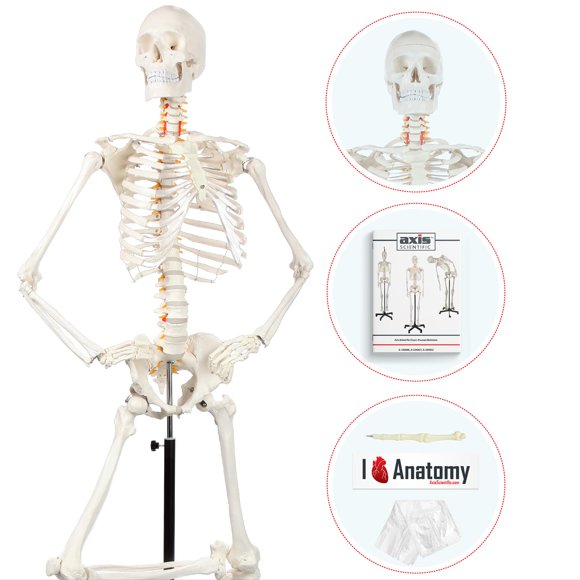 Axis Scientific Human Skeleton Model for Anatomy - Life Size Skeleton Anatomy Model - Includes 27 Page Study Guide, Bone Numbering Guide, Cover & Stand