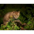 thumbnail image 2 of Galloimages Online 14x12 White Modern Wood Framed Museum Art Print Titled - Bobcat Kitten Poses On Log, 2 of 4
