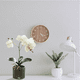 thumbnail image 4 of Arreglo Orquídea Artificiales Decoración 43 cm Belug, Blanca, 4 of 5