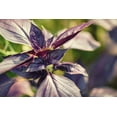 thumbnail image 2 of Dark Opal Sweet Basil Herb Seeds, 500 Heirloom Seeds Per Packet, Non GMO Seeds, 2 of 6