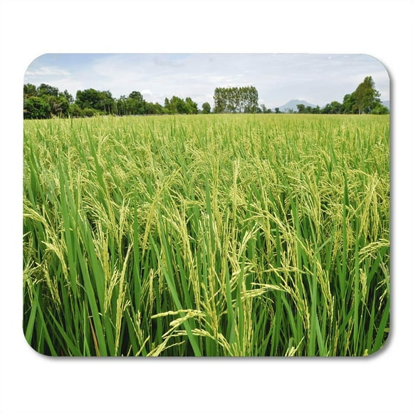 NUDECOR Green Thai Rice Field in Rural of Thailand Yellow Mousepad Mouse Pad Mouse Mat 9x10 inch